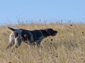gretchen-pointing-a-sharptailed-grouse